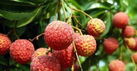 天下荔枝出中國(guó) 四個(gè)省份的荔枝最好吃,看看有沒有你家鄉(xiāng)