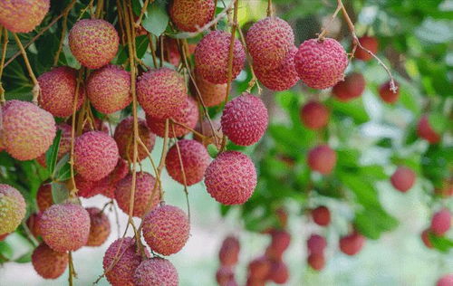 廣西名優(yōu)特產(chǎn) 荔枝,不僅是一種夏季時(shí)令水果這么簡(jiǎn)單,故事多多