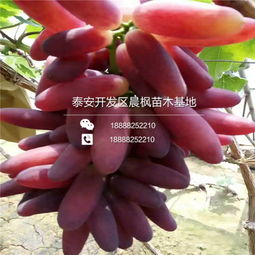 【一支紅寶石葡萄苗出售價格、一支紅寶石葡萄苗出售價格、一支紅寶石葡萄苗出售價格】- 