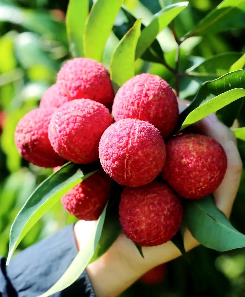 海南無核荔枝:從培育到市場的美味傳奇