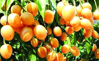 你有一封來自澄邁的邀請函