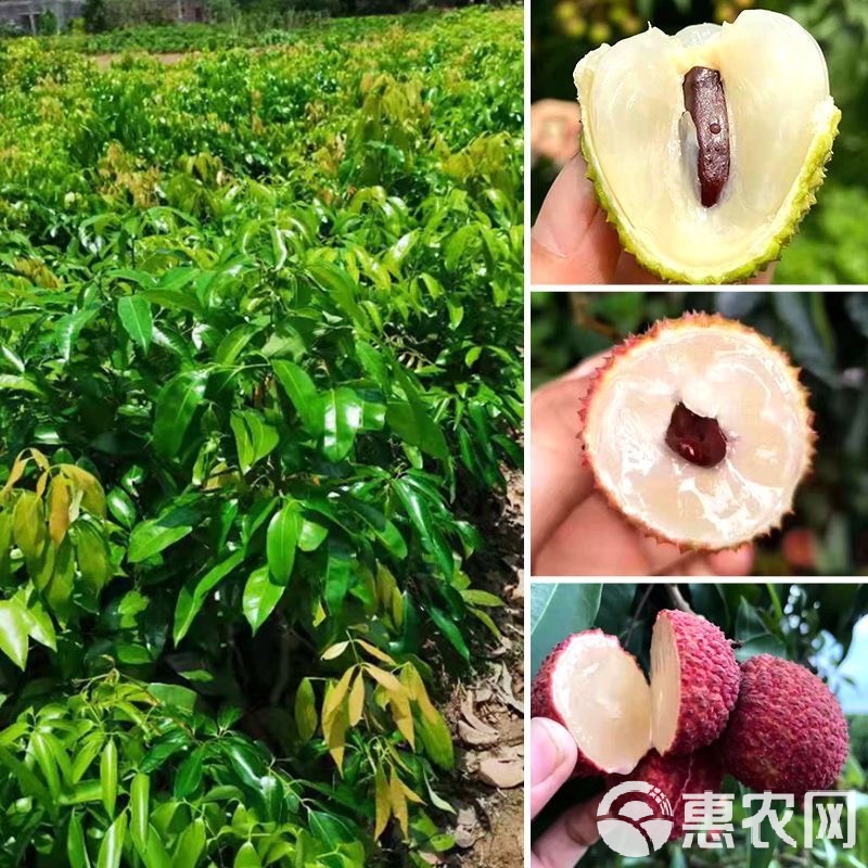 荔枝樹苗嫁接苗桂味荔枝無(wú)核荔枝妃子笑荔枝雞嘴荔笑早熟南方荔枝