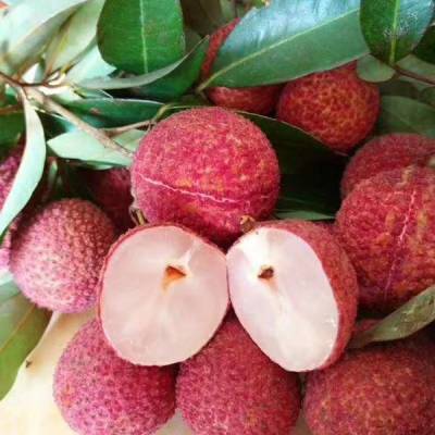 靈山荔枝苗批發(fā) A4無(wú)核荔枝苗 低價(jià)荔枝苗 產(chǎn)地貨源