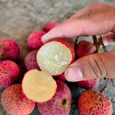 無(wú)核荔枝苗多少錢