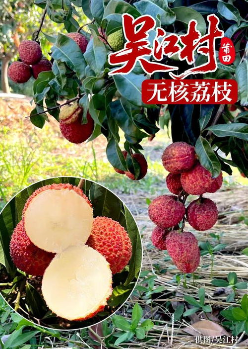 莆田吳江村萬(wàn)棵無(wú)核荔枝喜迎豐收季