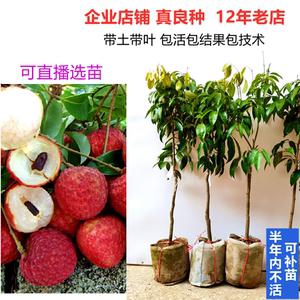 無(wú)核荔枝樹苗的培育與無(wú)核荔枝的獨(dú)特優(yōu)勢(shì)