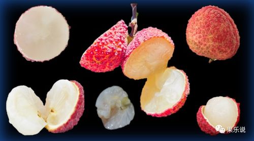 無(wú)核荔枝 新時(shí)代的荔枝珍品