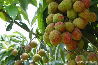 發(fā)現(xiàn)地標(biāo) 妃子笑荔枝與屏邊無(wú)核荔枝的傳奇故事