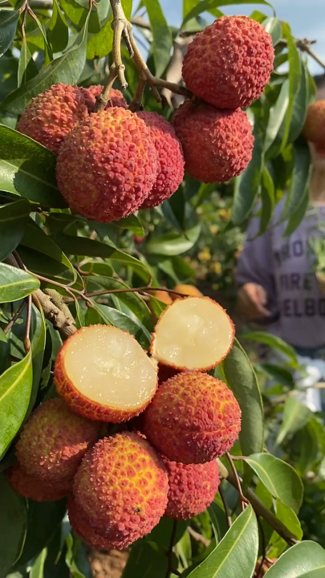 無(wú)核荔枝 皮薄肉厚，香甜可口的果中佳品