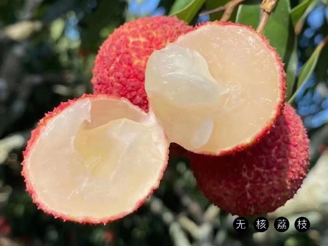 海南水果知多少？一顆顛覆認(rèn)知的“無(wú)核荔枝”